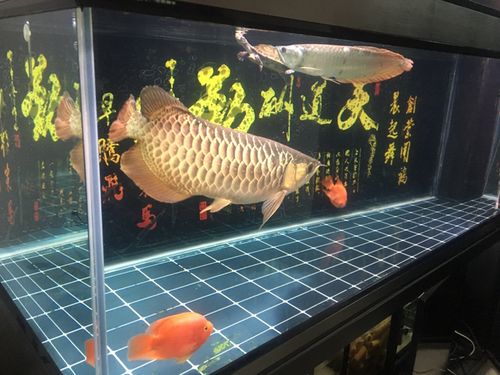 彩蝶鱼缸