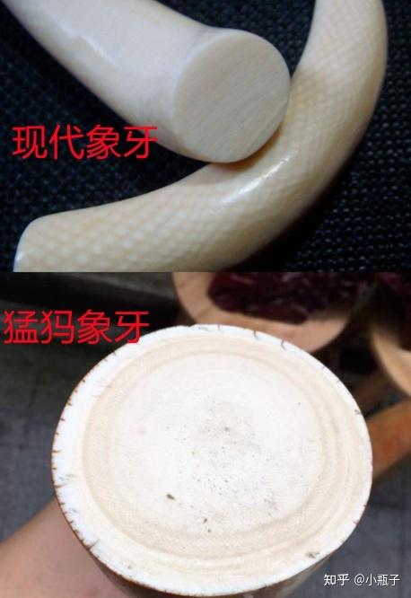 现在的猛犸象牙是真的吗