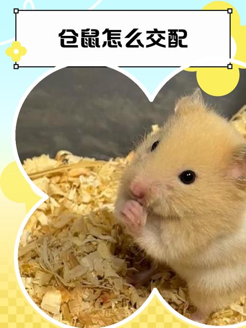 仓鼠可以繁殖吗