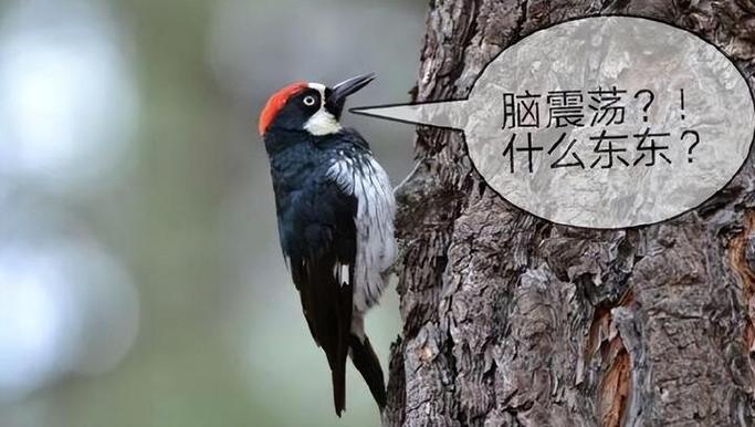 啄木鸟考试答案