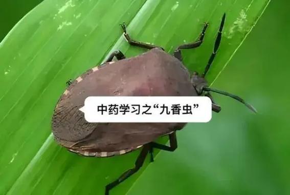 中医九香虫治什么病