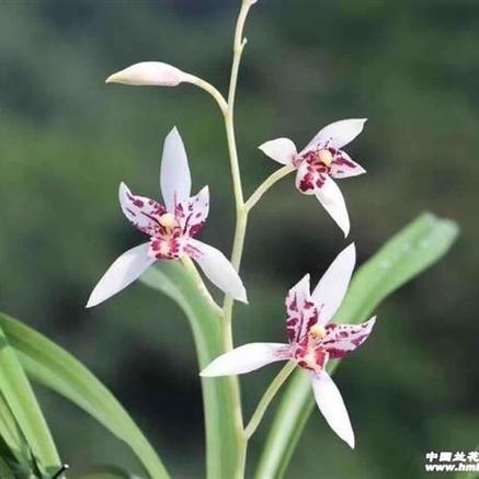 登录中国兰花交易网首页