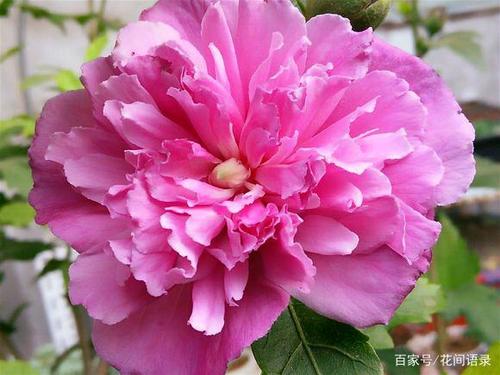 朋友圈晒花的文案句子