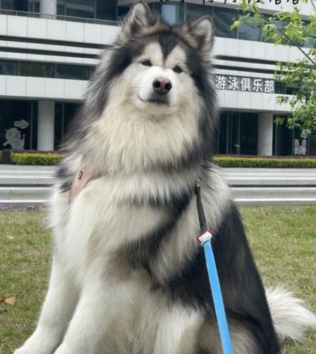 狗吃什么补血效果最好