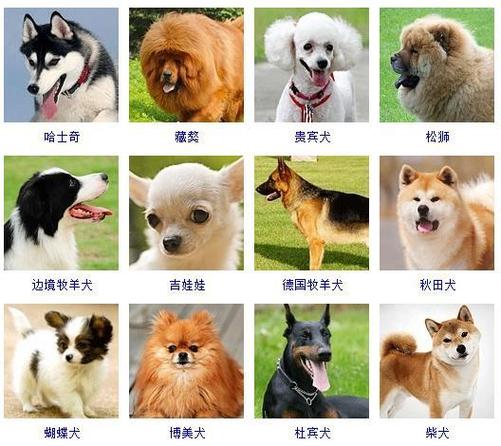 狗狗好听又聚财的名字