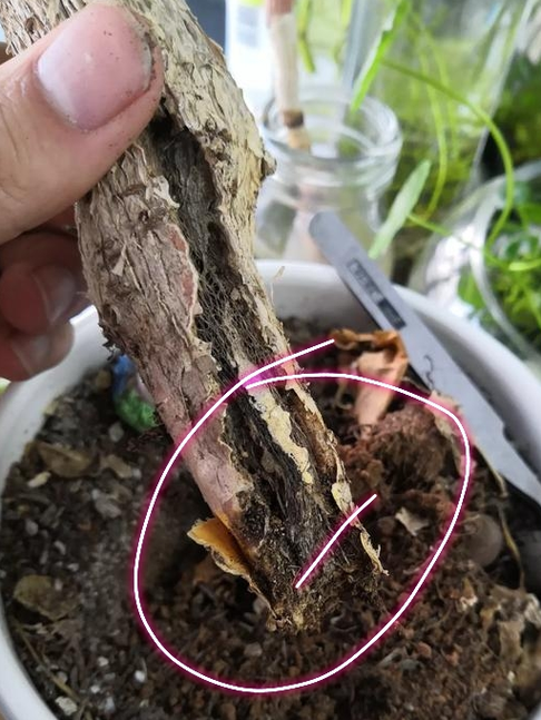 使树木的根部快速腐烂