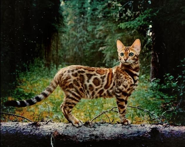 豹猫的照片豹猫
