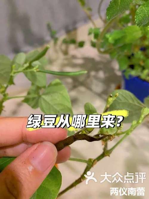 豆芽转1月3号上架