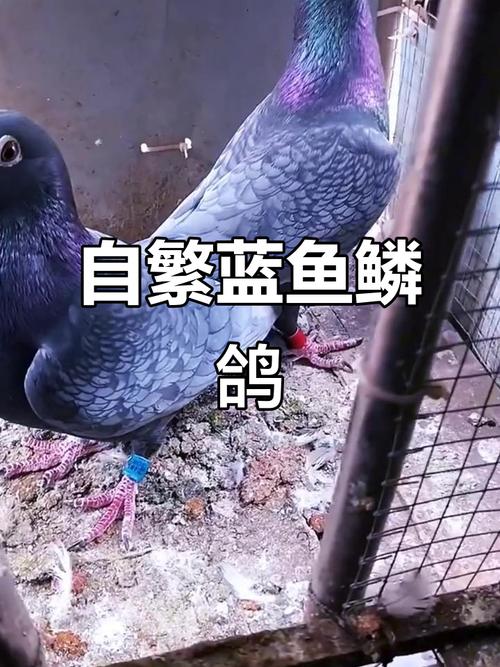 蓝鸽密信官网下载