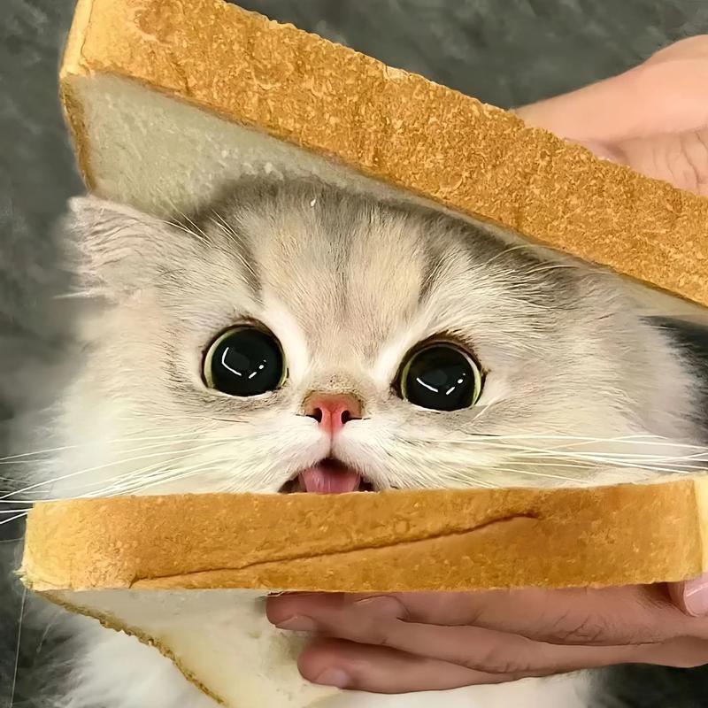 小猫头像可爱呆萌