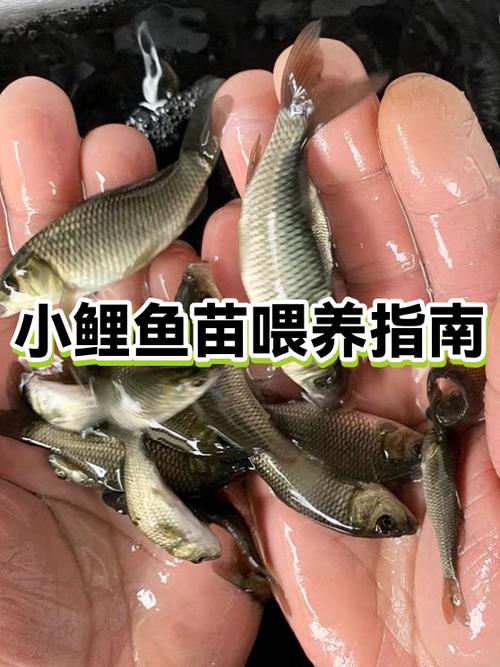 小鱼苗如何喂养