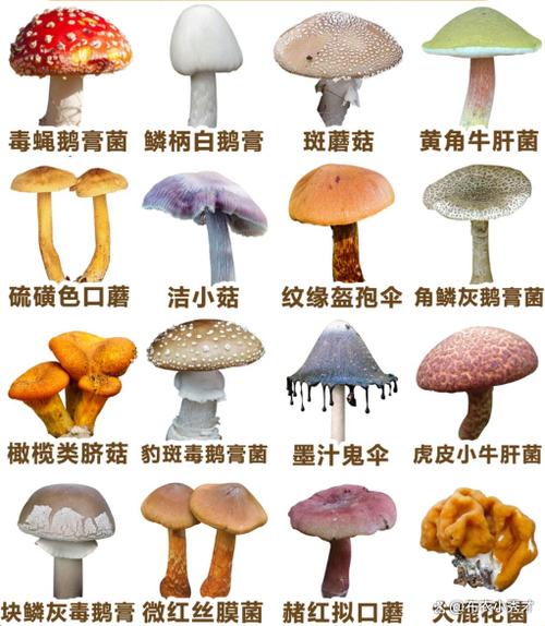 怎样识别有毒的蘑菇和无毒的蘑菇