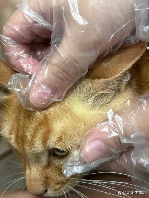 皮衣被猫咪抓烂了怎么办