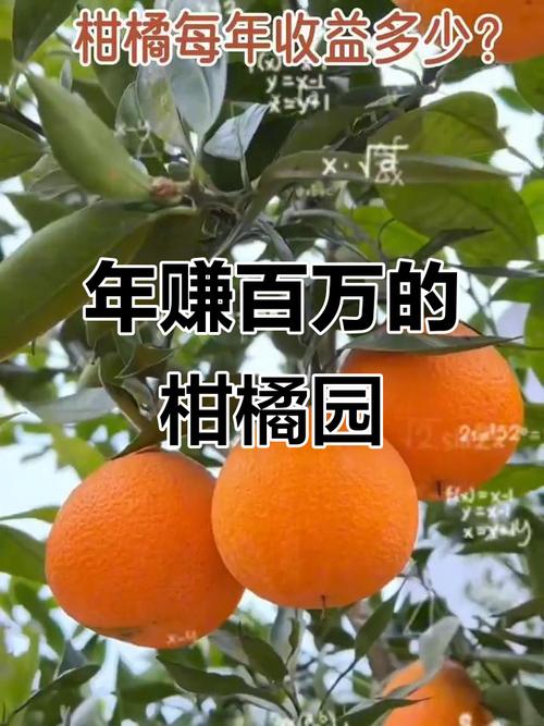 种柑橘一年能赚多少钱 种柑橘一年能赚多少钱