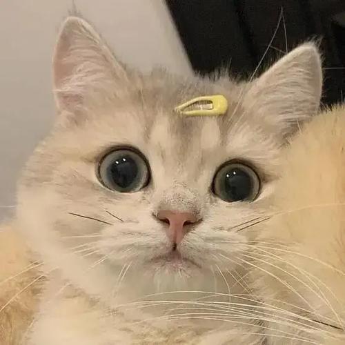 爱心猫头像