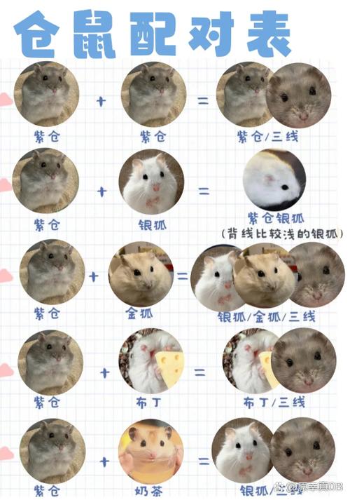 小仓鼠第一次生宝宝能活吗