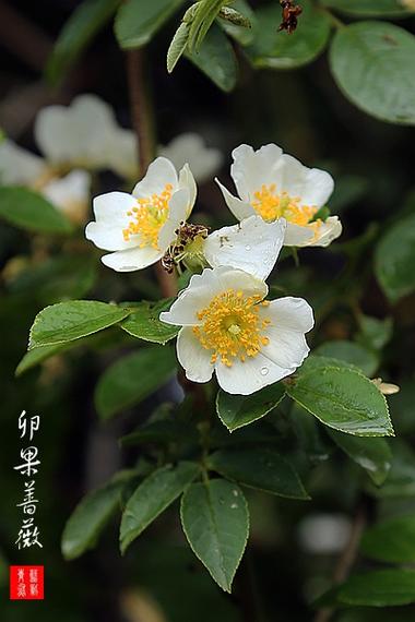中国原种蔷薇图鉴