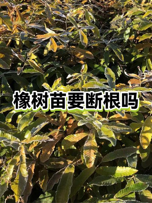 橡木树苗哪里有卖 橡木树苗哪里有卖