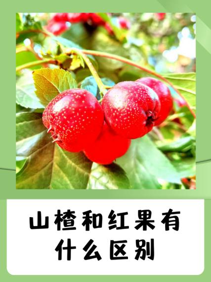 二型糖尿病能吃山楂吗截图1