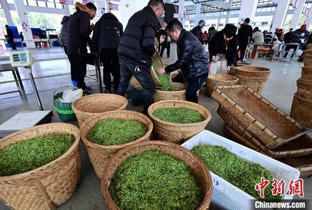 中国茶叶交易网(官网)