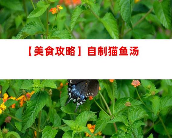 猫喝的鱼汤怎么做