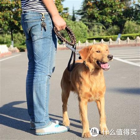 一根绳子怎么拴狗图解