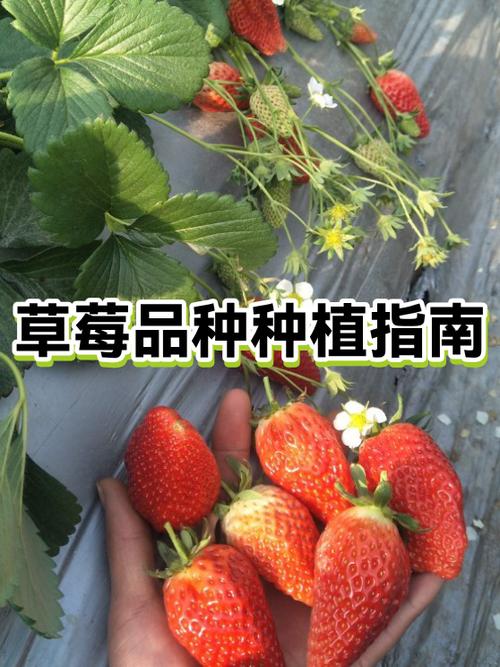 爱莎草莓品种介绍