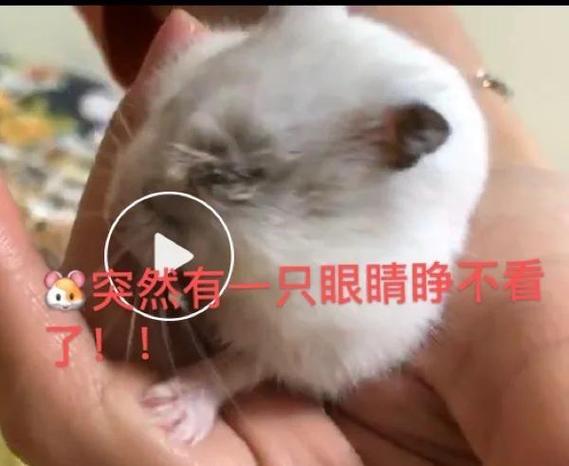 仓鼠死了眼睛会闭上吗