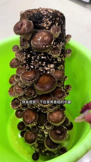 自己在家种蘑菇