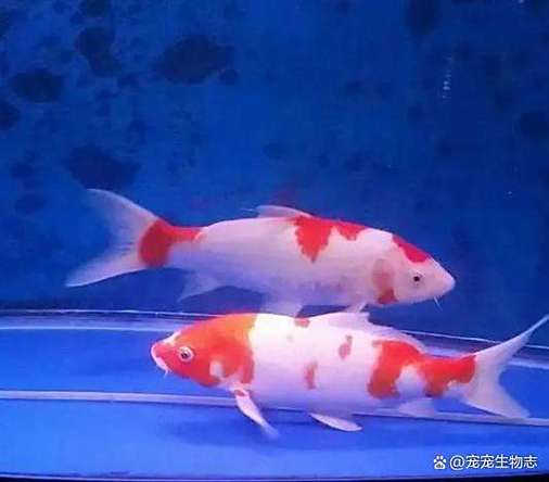 攒钱锦鲤分红锦鲤是永久的吗