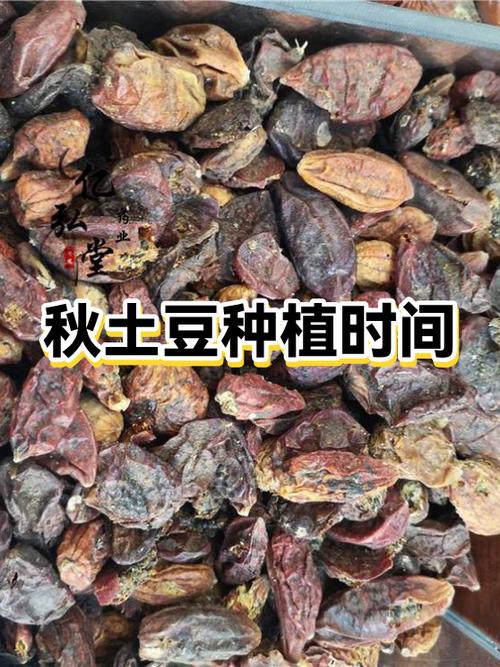 秋土豆种植最佳时间