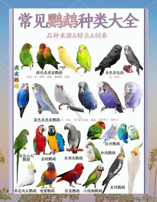 用乐高做一个迷你鹦鹉