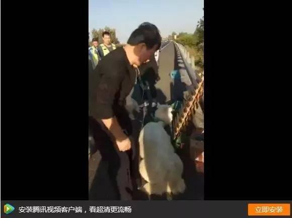 我是农场主合成羊驼下载截图3