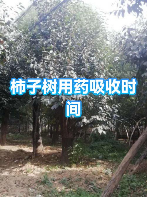 柿子树全年用药表