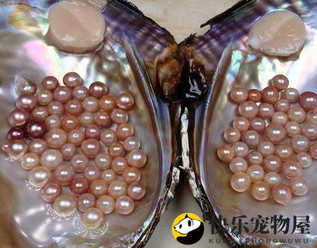 珍珠产自哪种贝壳