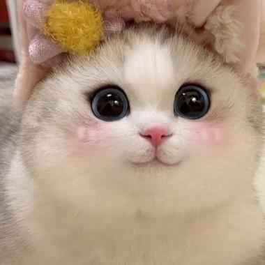 猫头像图片大全可爱 猫头像图片大全可爱
