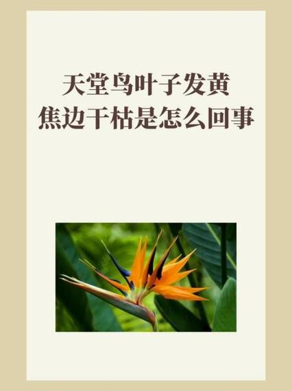天堂鸟叶子发黄焦边干枯是怎么回事