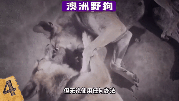 驯化失败的动物截图2