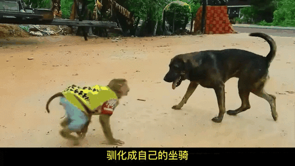 驯化失败的动物截图3