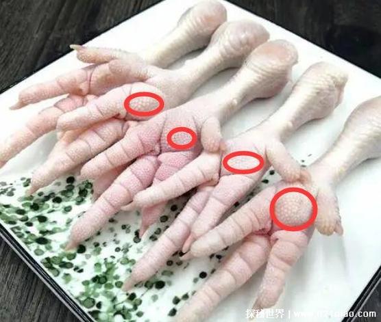 掌中宝比喻什么人