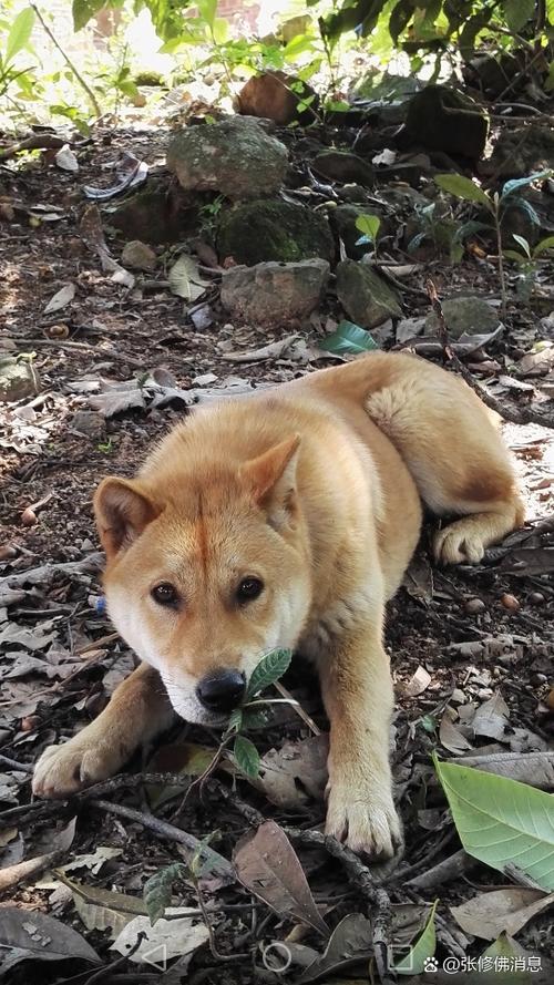 土狗可以放在室内养吗
