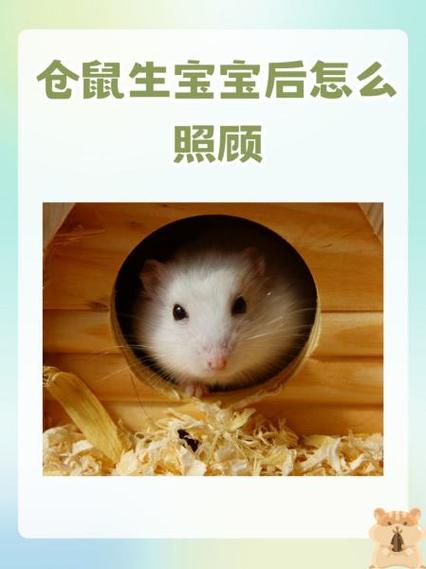 刚出生的仓鼠宝宝怎么养活