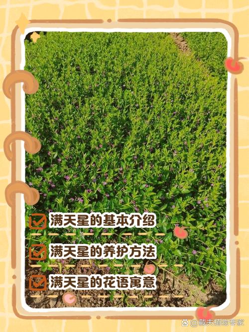 满天星可以食用吗