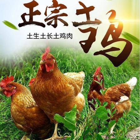 网上合作养鸡的广告是真的吗