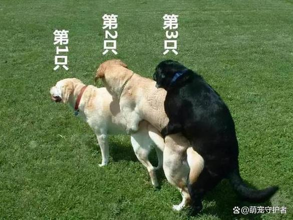 狗狗亲兄妹可以繁殖吗