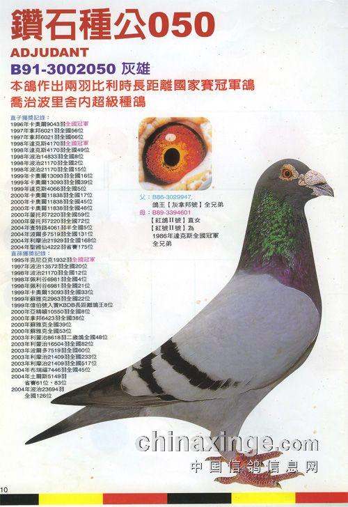 乔治波里鸽子血统 乔治波里鸽子血统