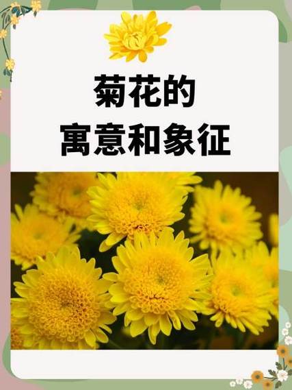 菊花的象征意义