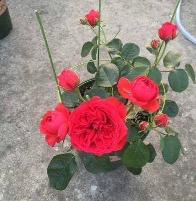 玫瑰花盆栽种植方法 玫瑰花盆栽种植方法