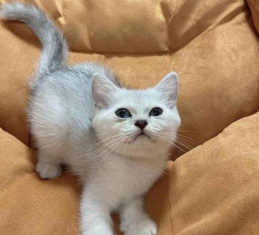 美短眼睛颜色