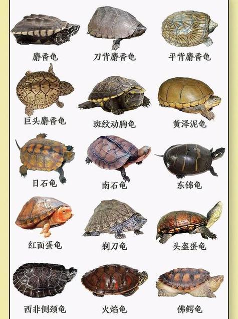 乌龟有哪些品种图片